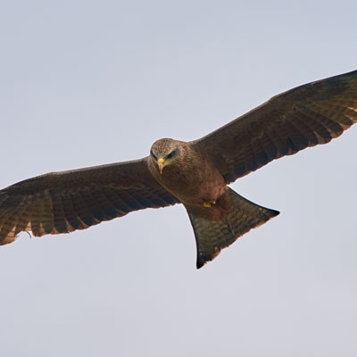 Yellow-billed Kite