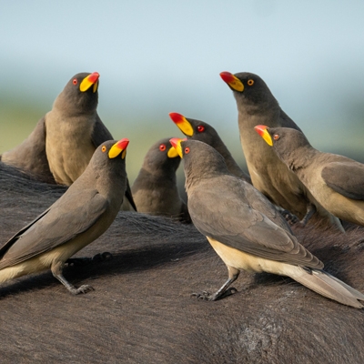 Yellow-billed Oxpeckers