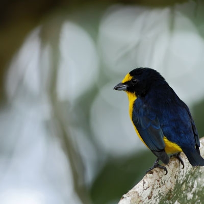 Yellow-throated Euphonia