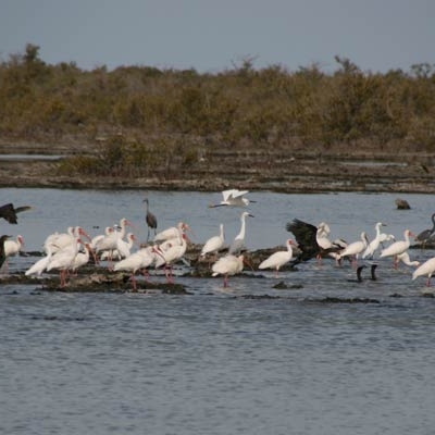 Birds in the Zapata wetlands