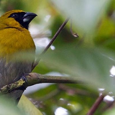 Black-faced Grosbeak