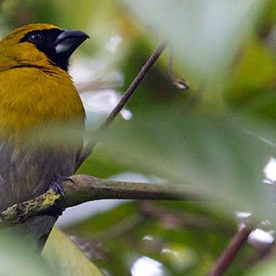 Black-faced Grosbeak