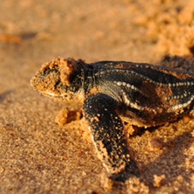 Leatherback sea turtle