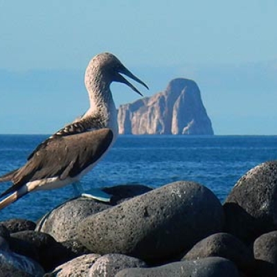 Blue-footed Booby