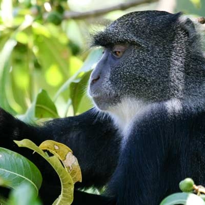 Blue monkey in Arusha National Park