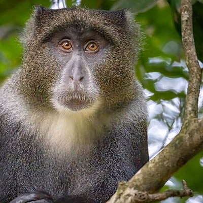 Blue monkey