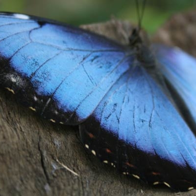 Blue morpho butterfly