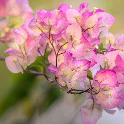 Bougainvillea
