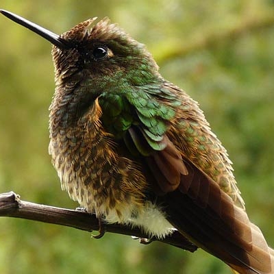 Buff-tailed Coronet in Mirador Río Blanco 