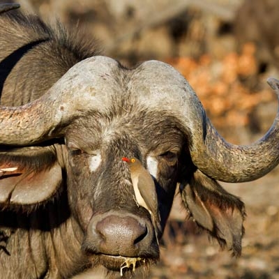 African buffalo