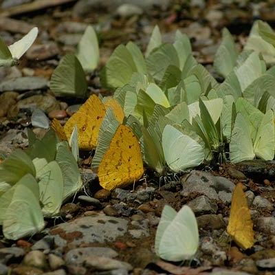 Butterflies