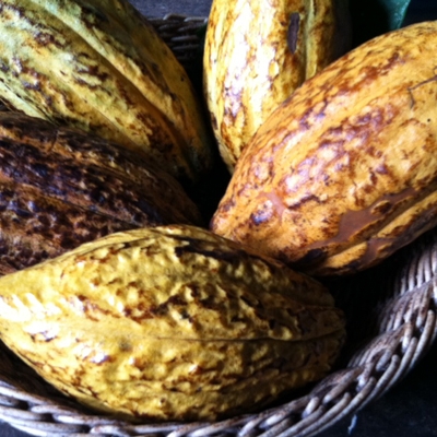 Cacao pods