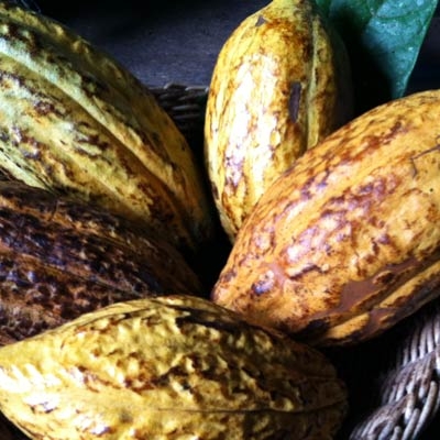 Cacao pods at Tirimbina