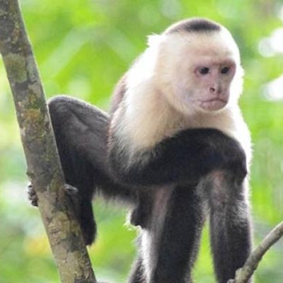 White-faced Capuchin Monkey