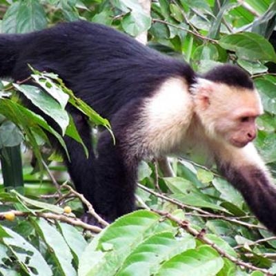 White-faced Capuchin