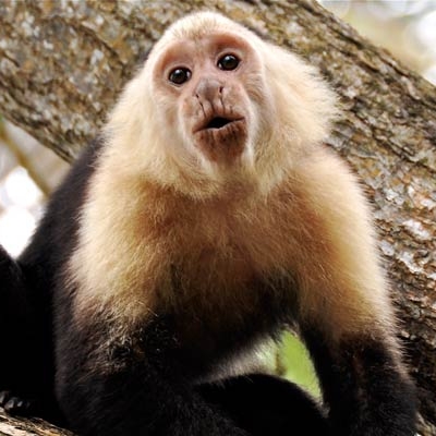 White-faced capuchin