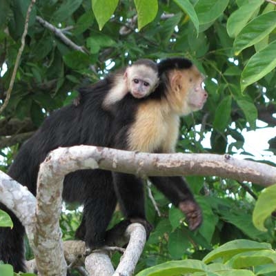 White-faced capuchin monkeys