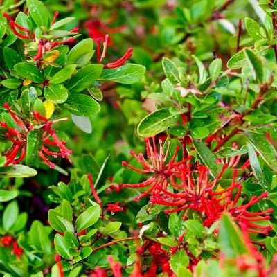 Chilean firetree (Embothrium coccineum)