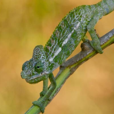 Chameleon