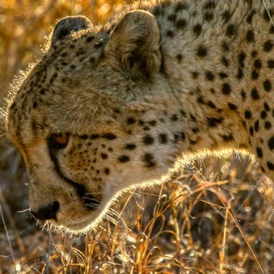 Cheetah