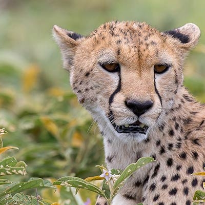 Cheetah