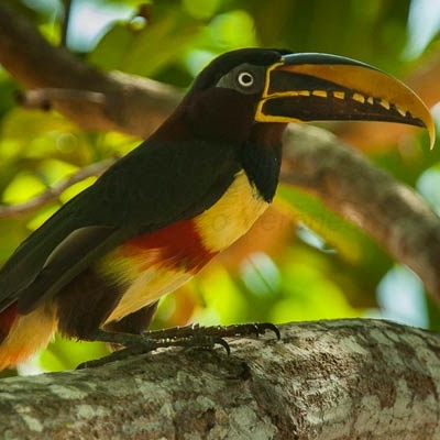 Chestnut-eared Aracari