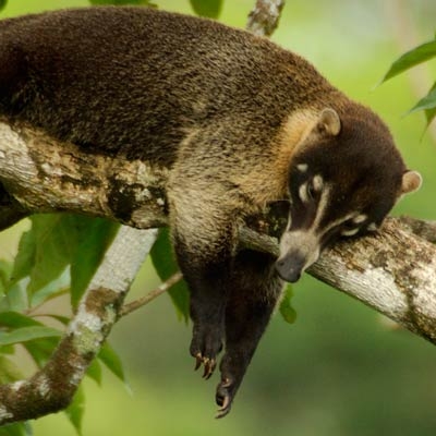 Coatimundi