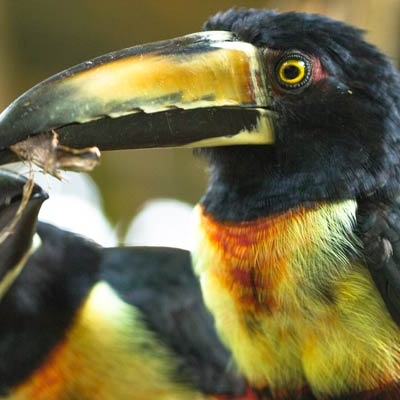 Collared Aracaris