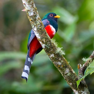 Collared Trogon