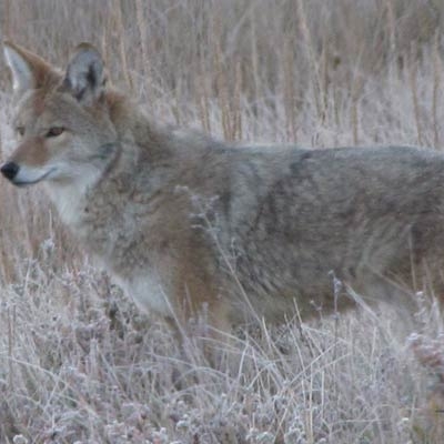 Coyote