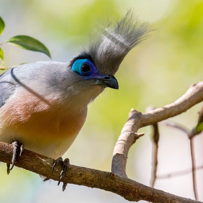 Crested Coua