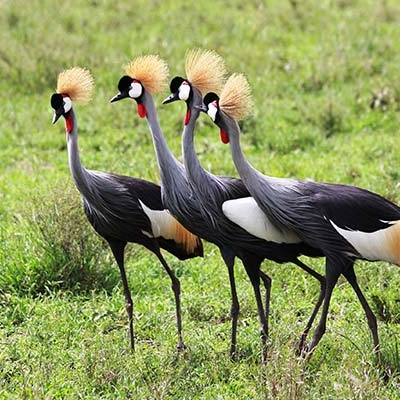 Gray Crowned-Crane