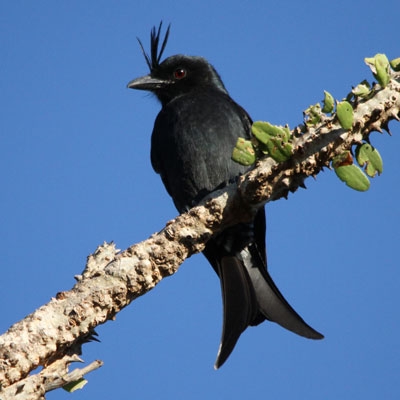 Crested Drongo