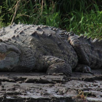 American crocodile on the Tárcoles River
