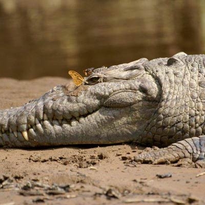 American crocodile on the Tárcoles River