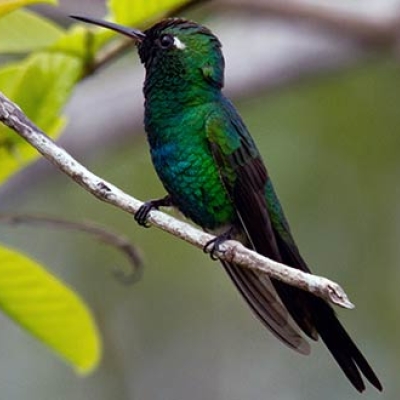 Cuban Emerald