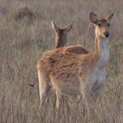Sambar deer
