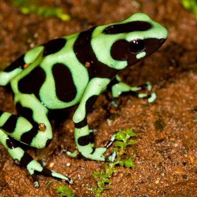 Green and black poison dart frog (Dendrobates auratus)