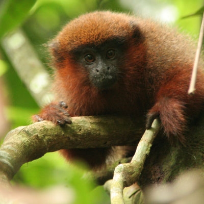 Dusky titi monkey