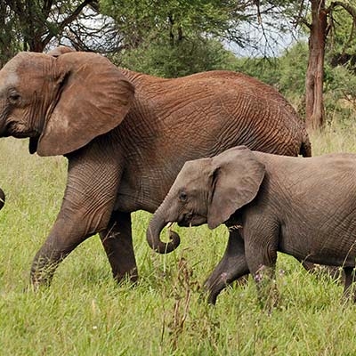 Elephants in Tarangire National Park