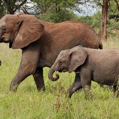 Elephants in Tarangire National Park