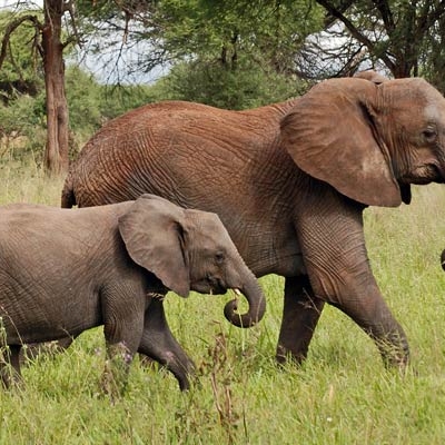 Elephants in Tarangire National Park