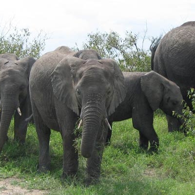 Elephants in the Maasai Mara Reserve