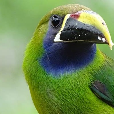 Northern Emerald-Toucanet