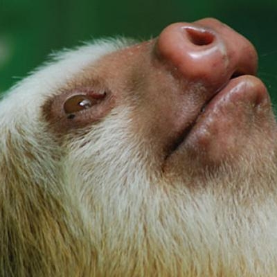 Sloth