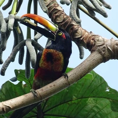 Fiery-billed Aracari
