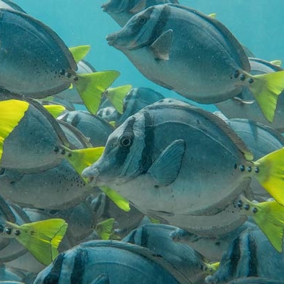 Razor surgeonfish