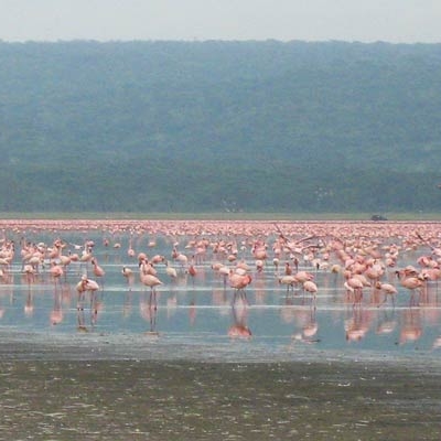 Flamingos on Lake Nakuru