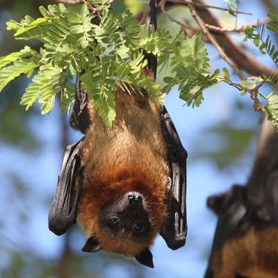 Flying fox
