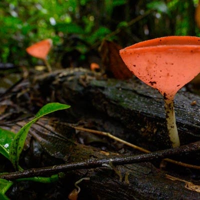 Cup fungi